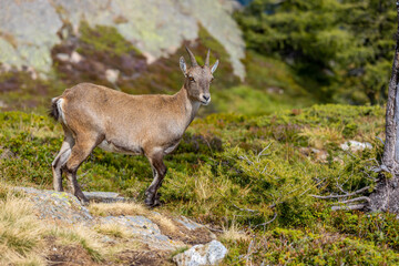 Mountain goat, ibex in the Alps. Alpine mammals in the wild nature on the top of the mountain among...