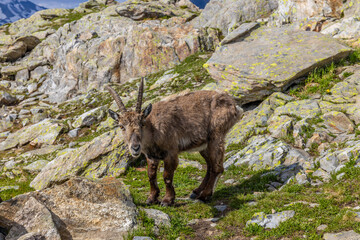 Mountain goat, ibex in the Alps. Alpine mammals in the wild nature on the top of the mountain among...