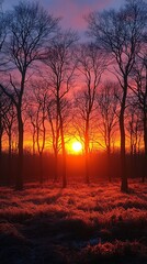 Naklejka premium Golden sun setting behind winter branches high resolution picture