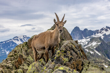 Obraz premium Mountain goat, ibex in the Alps. Alpine mammals in the wild nature on the top of the mountain among green bushes and grass. Big male and female mountain goat in the natural environment in the Alps