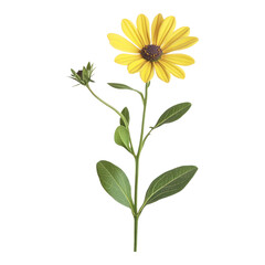 Ostesperumum Isolated on transparent Background