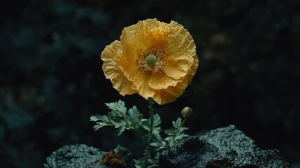 Vibrant yellow poppy on dark volcanic rock