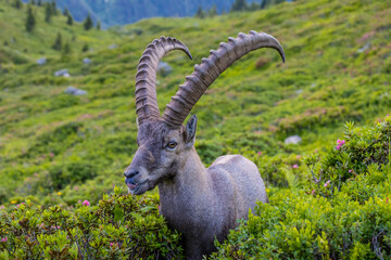 Mountain goat, ibex in the Alps. Alpine mammals in the wild nature on the top of the mountain among...