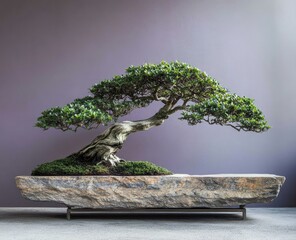 Indoor Bonsai Tree Display, Museum Setting, Tranquility