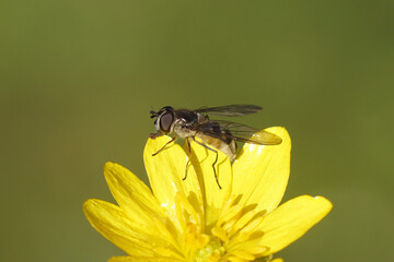 Female hoverfly, Spotted Thintail, Meliscaeva auricollis, family hoverflies (Syrphidae) on a flower of lesser celandine or pilewort (Ficaria verna). Spring, March, Netherlands.	