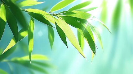 Obraz premium Fresh Bamboo Leaves in Sunlight