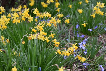 A field of daffodils and blue flowers with a few blue flowers in the foreground