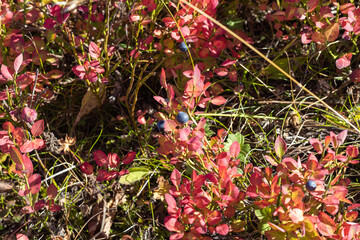 plants with ripe fruits, autumn colors in nature in the rays of the sun