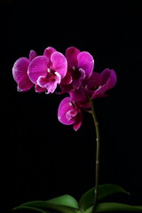 The grace and vibrant colors of of orchids; closeup photography	
