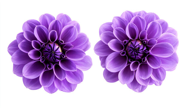 Two purple dahlia flowers in full bloom isolated against a stark white studio background showing detail