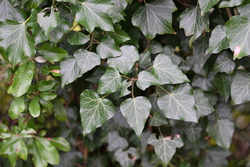 A leafy green plant with a few brown spots on it