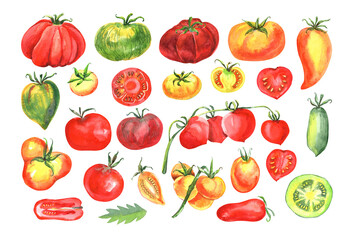 Tomatoes clipart, rare varieties of tomato seeds. Cherry, yellow, green, red, black tomatoes, tomato slice. Stock illustration. Hand painted in watercolor.