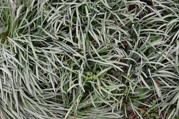 A bunch of green plants with long, thin leaves