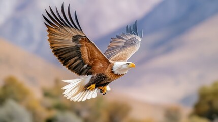 Obraz premium Majestic Eagle in Flight