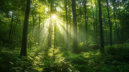 Obraz premium Sunlight Filtering Through Lush Green Forest in Beautiful Nature