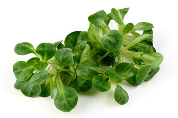 Fresh Corn Salad (Lamb's Lettuce), Isolated on White Background.