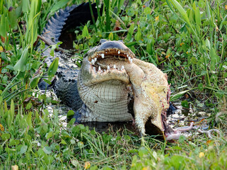 American Alligator Feasting on a Turtle Orlando Wetlands Park 