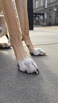dog paws on sidewalk in city close up, mongrel paw on pavement during walk. vertical video for Advertisement pet shop, hotel, services for dog owners. paw is shown with its claws visible on sidewalk