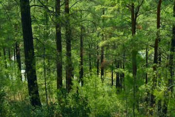 Forest greenwood in summertime on day light. Nature landscape with wood background