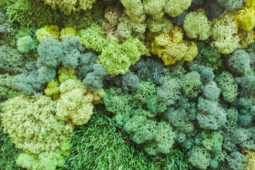 Botanical natural grass background with green leaves, wood forest different mold,copy space.Pattern for design