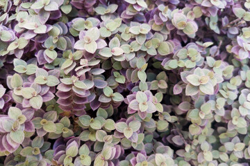 Botanical natural grass background with green leaves, copy space.Pattern for design. Callisia repens