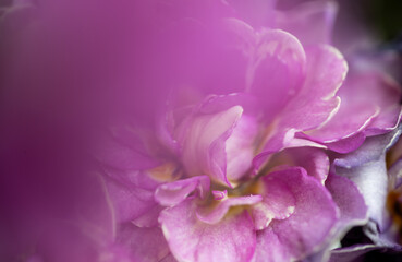 Close up of Pink Primula Flowers with Large Solid Pink Area for Text Overlay
