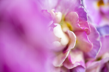 Fototapeta premium Close up of Pink Primula Flowers with Large Solid Pink Area for Text Overlay