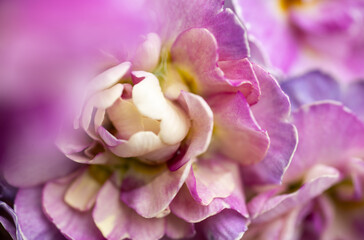 Close up of Pink Primula Flowers with Large Solid Pink Area for Text Overlay