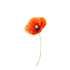 poppy flower isolated on transparent background