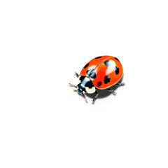 Fototapeta premium Ladybug isolated on transparent background