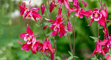 Vibrant Pink Columbine Flowers in Bloom with Greenery