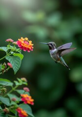 Fototapeta premium A breathtaking close-up of a hummingbird hovering near fresh blossoms.