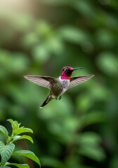 Fototapeta premium A delicate hummingbird flutters gracefully among vibrant green leaves and sunlight.