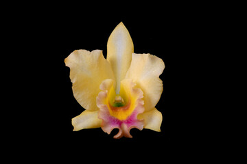 Orchid-Rhyncattleanthe