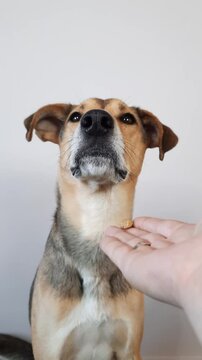 Proud dog. cute mixed-breed dog refuses a small treat, turning its head away in capricious manner. Hand feeding dog treat close-up. pet does not want to eat tasteless, unhealthy food