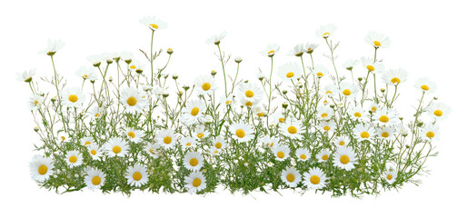 Fototapeta premium PNG White daisy flowers bush border daisies asteraceae blooming.