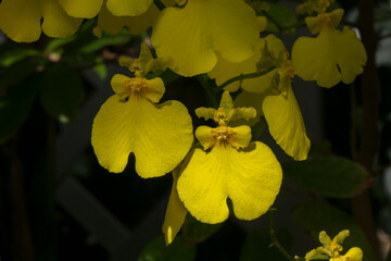 Orchid-Sweet sugr lemon drop-Oncidium