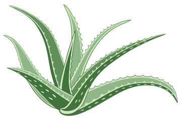 37 Aloe vera leaf, photorealistic, high detail, isolated on white background, transparent gel texture, spiky edges, botanical illustration, soft lighting, macro photography, fresh green color, succule