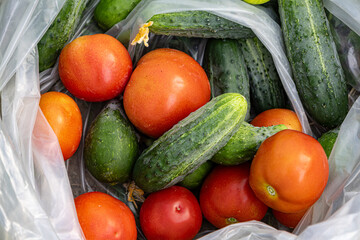 We are harvesting tomatoes and cucumbers.