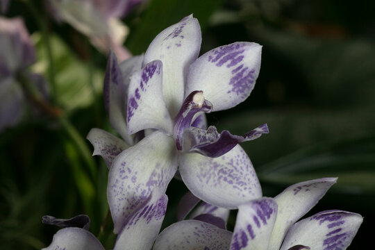 Orchid-Tsubotaara melinda marie blue fairy