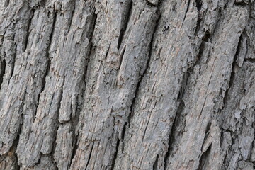 The bark of a tree is rough and has many cracks