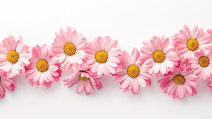 Pink Daisy Flower Line,  Floral Border, Delicate Spring Blossoms, White Background,  Nature Photography