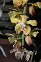 Orchid-Vandopsis gigantea
