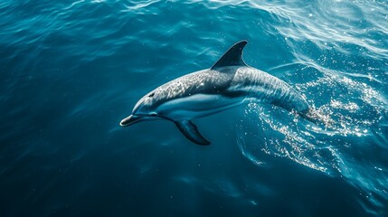 Fototapeta premium Swimming Dolphin Gliding Through Clear Ocean Water Surface