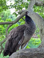 peacock on the tree