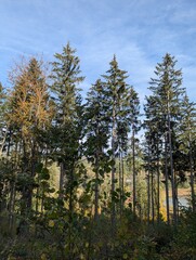 forest in the morning
