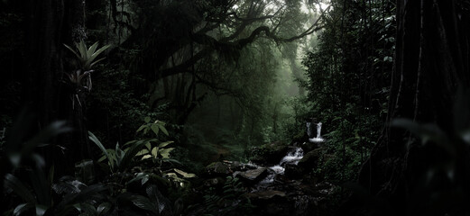 Dim light filters through the dense foliage of a tropical rainforest.