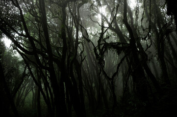 Dim light filters through the dense foliage of a tropical rainforest.