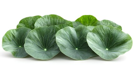 Obraz premium Green Lotus Leaves on White Background