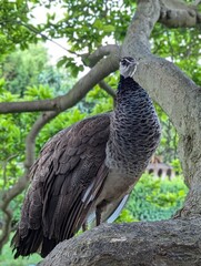 peacock on the tree